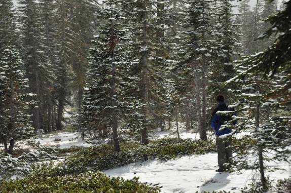 Passeio pela floresta nevada do Mount Shasta, na Califórnia, nos Estados Unidos